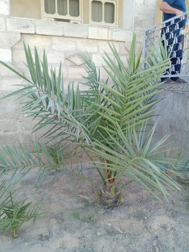 Xurma tingi
