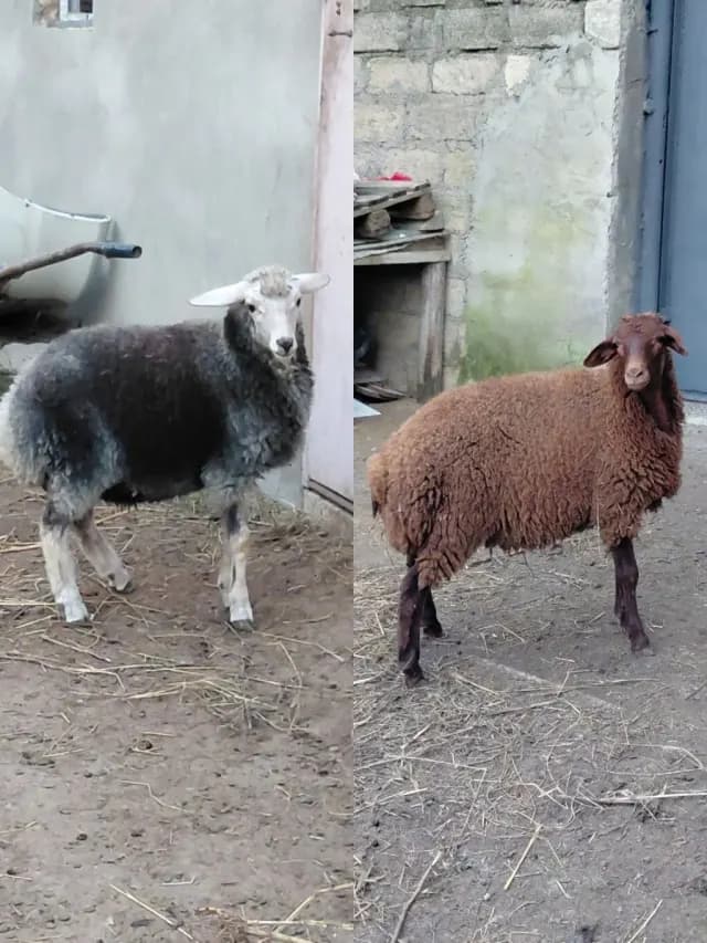 Quzular