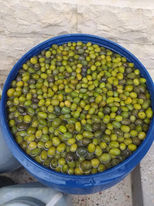 Zeytun turşusu